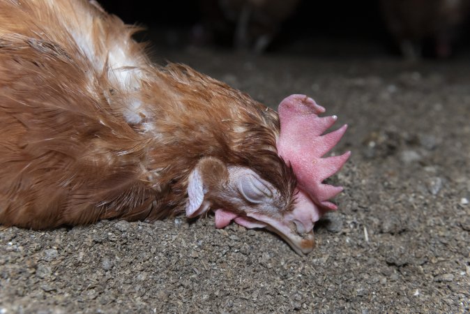Unwell hen on floor of shed