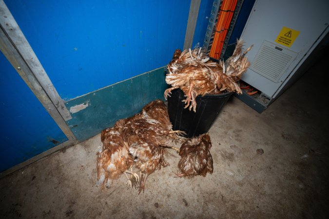 Dead hens in bin