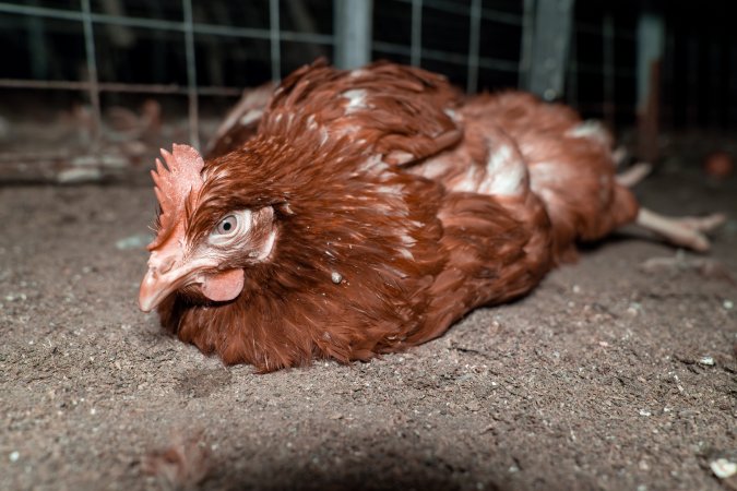 Injured hen lying on ground