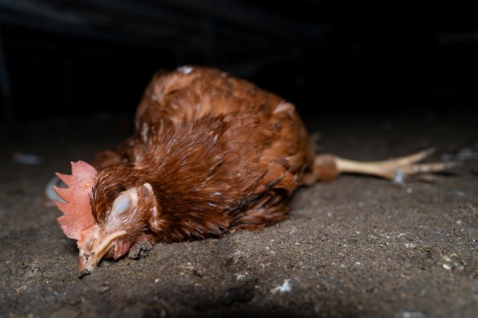 Injured hen lying on ground