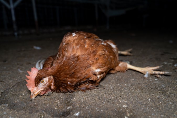 Injured hen lying on ground