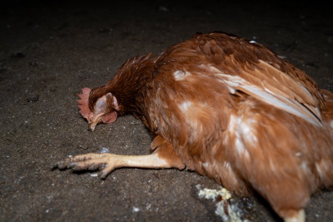 Injured hen lying on ground