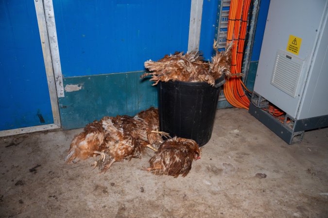 Dead hens in bin