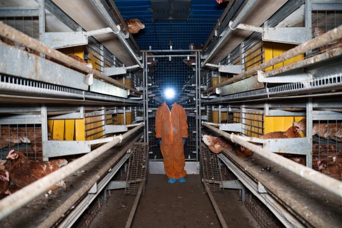 Investigator inside barn laid farm