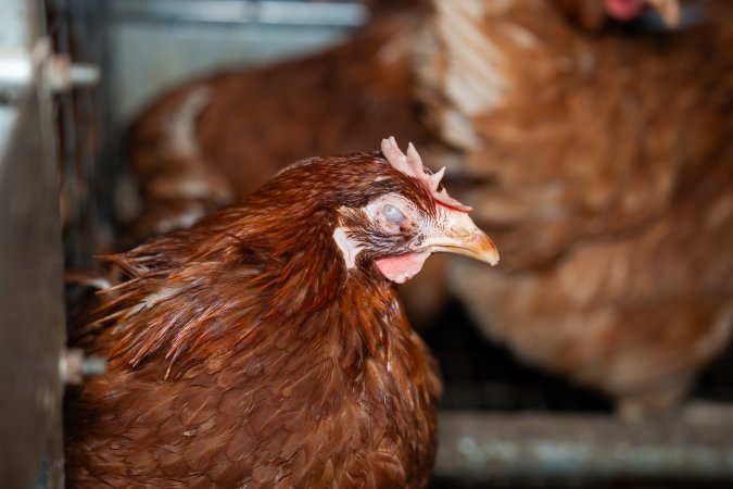 Hen with eye infection