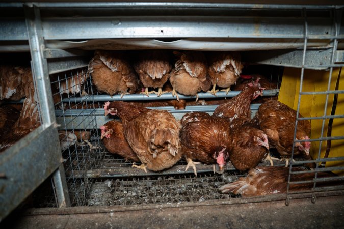 Barn Laid Egg Investigation 2025