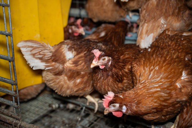 Barn Laid Egg Investigation 2025