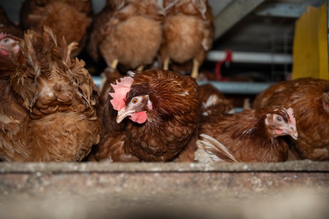 Barn Laid Egg Investigation 2025