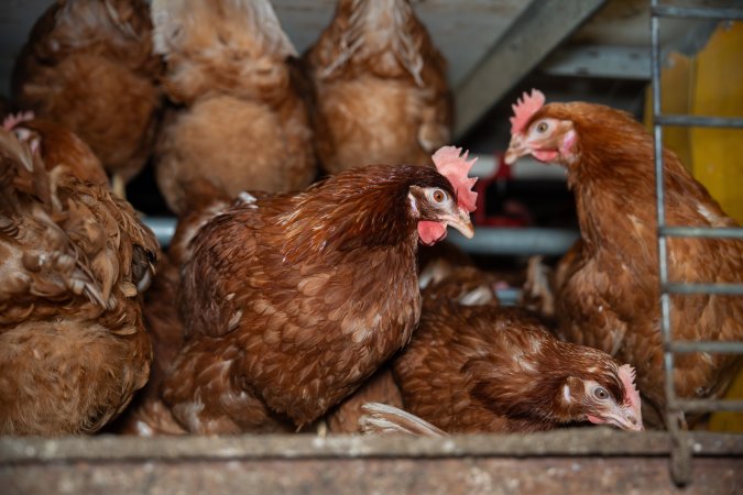 Barn Laid Egg Investigation 2025