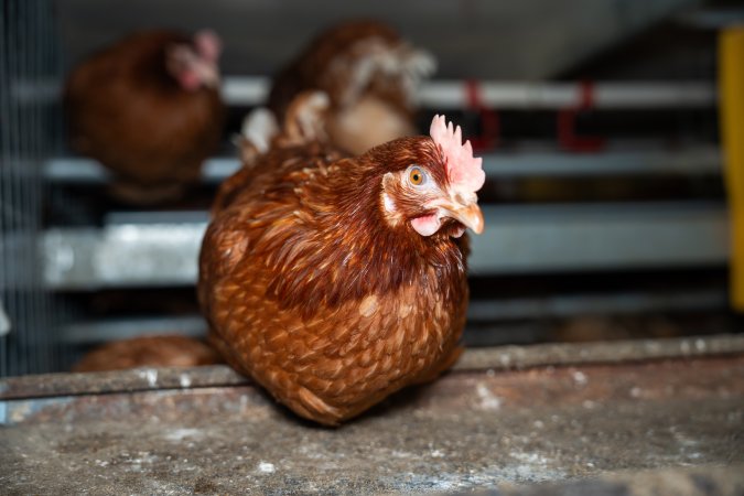 Barn Laid Egg Investigation 2025