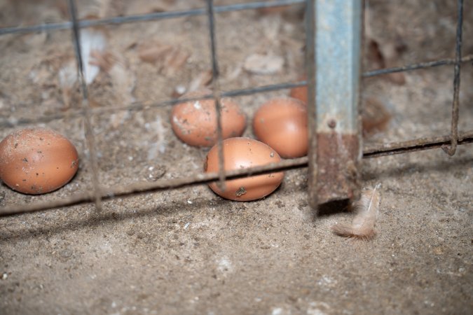 Eggs on the ground in barn laid egg farm