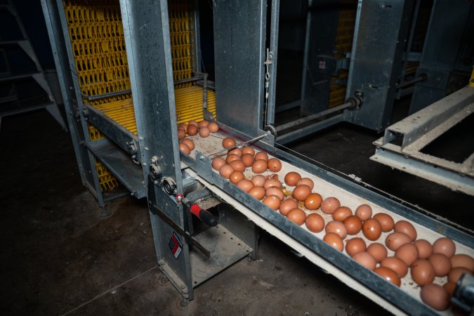 Eggs on conveyor belt in barn laid egg farm