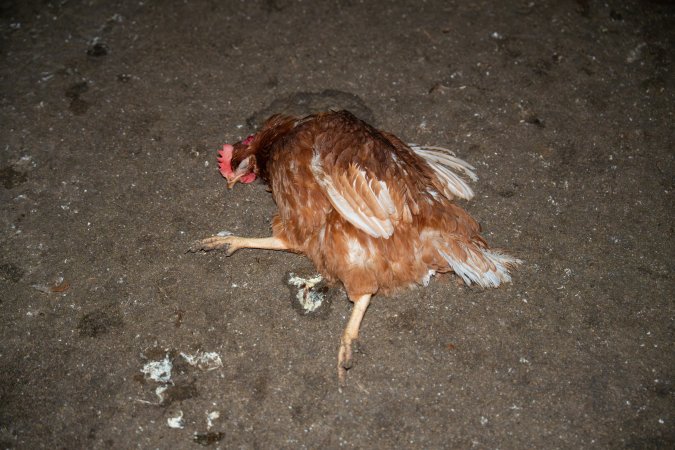 Injured hen lying on ground