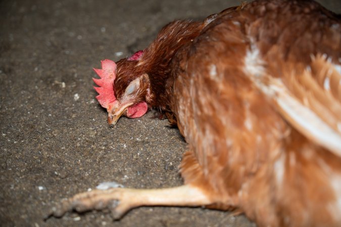 Injured hen lying on ground