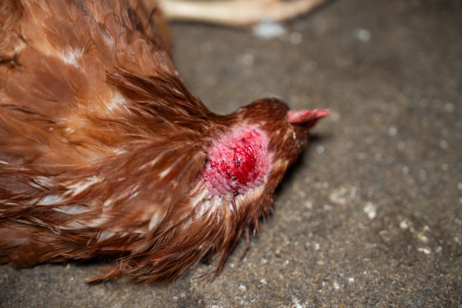 Injured hen lying on ground