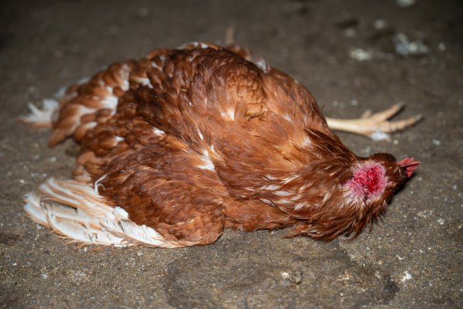 Injured hen lying on ground