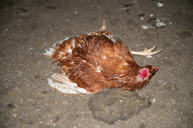 Injured hen lying on ground