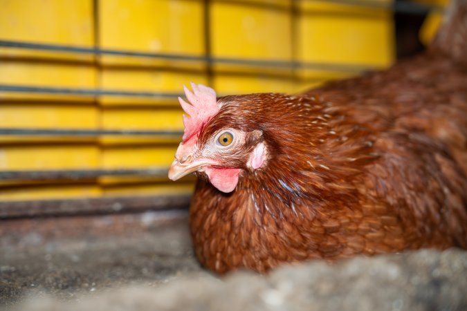 Barn Laid Egg Investigation 2025