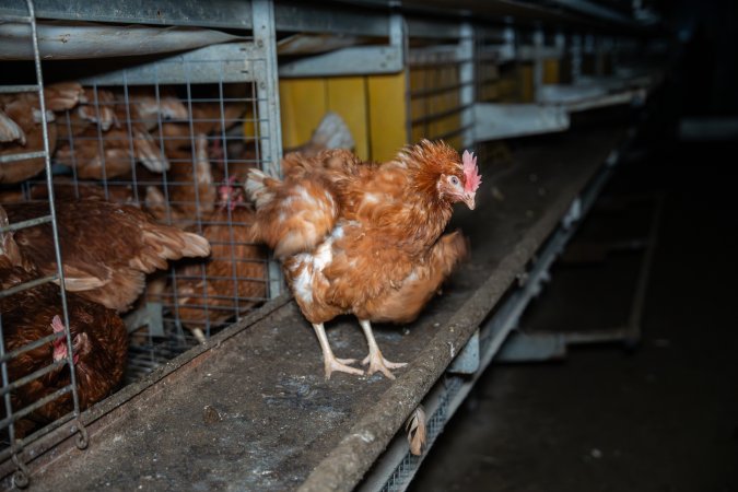 Barn Laid Egg Investigation 2025