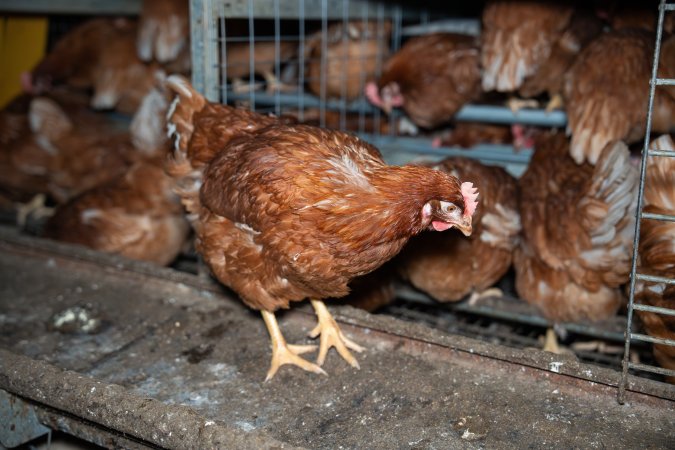 Barn Laid Egg Investigation 2025