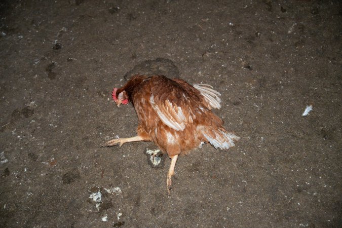 Injured hen lying on ground