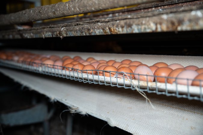Eggs on conveyor belt in barn laid egg farm