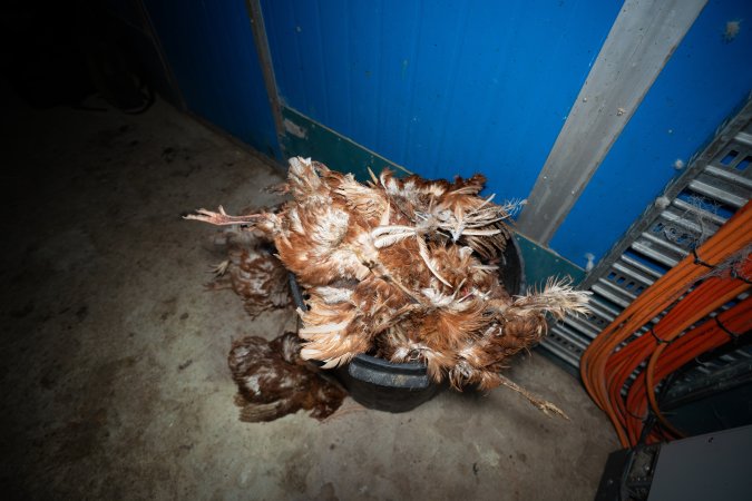 Dead hens in bin