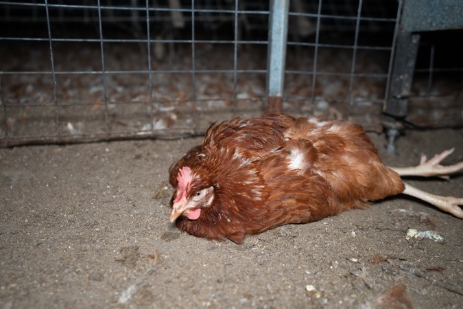 Injured hen lying on the ground