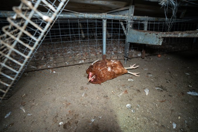 Injured hen lying on the ground