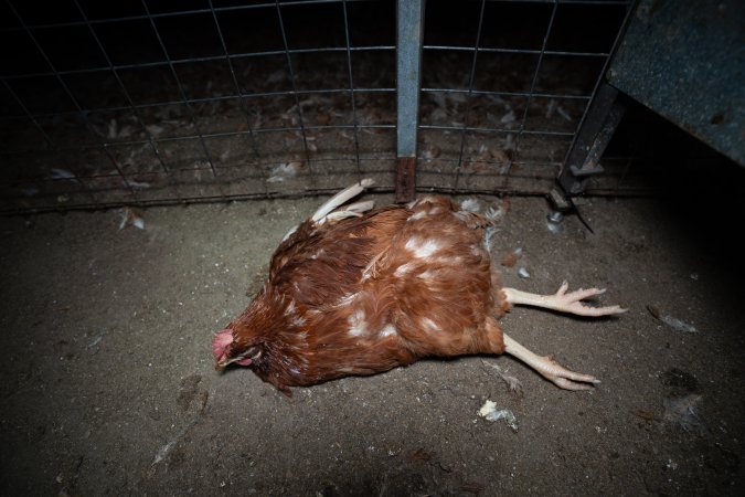 Injured hen lying on the ground