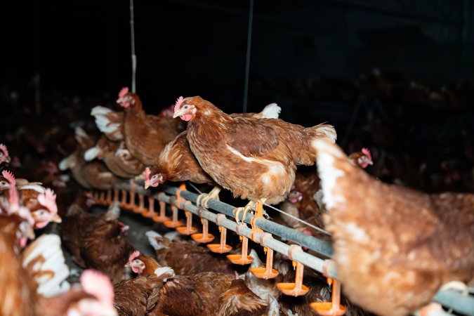 Free-range Egg Farm Investigation 2025