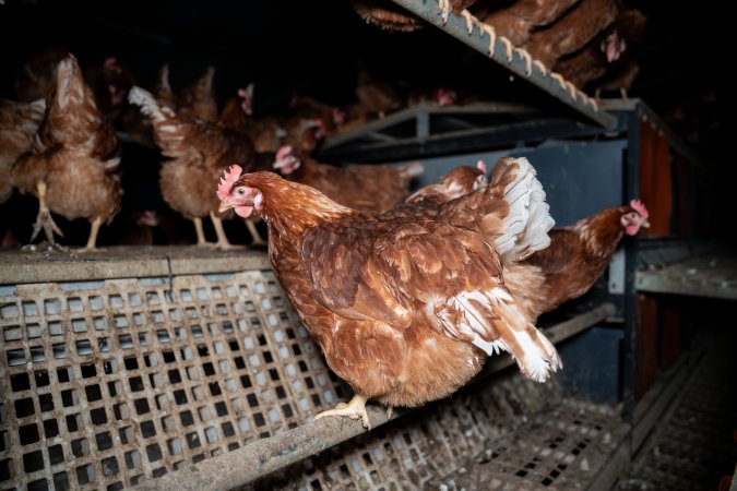 Free-range Egg Farm Investigation 2025