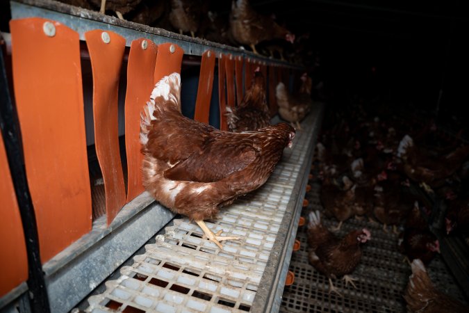 Nesting box inside free-range egg farm