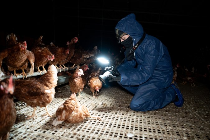 Investigator filming hen in free-range egg farm