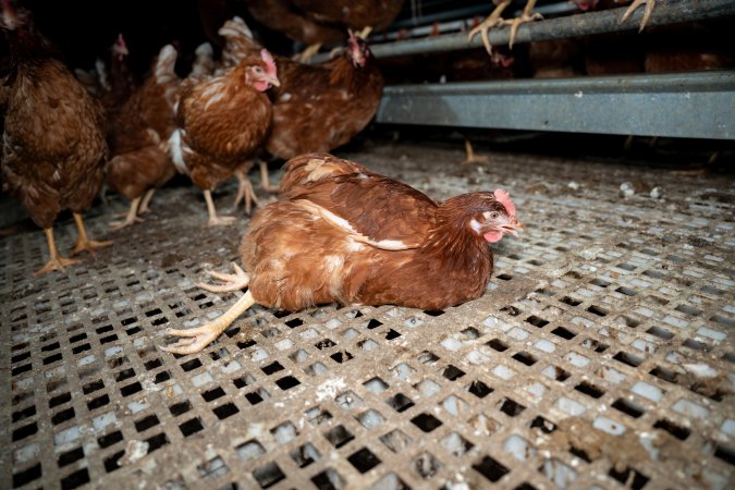 Injured hen in free-range egg farm