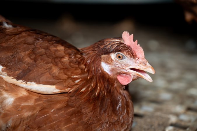 Injured hen in free-range egg farm