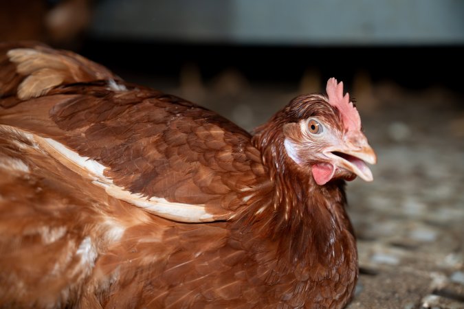 Injured hen in free-range egg farm