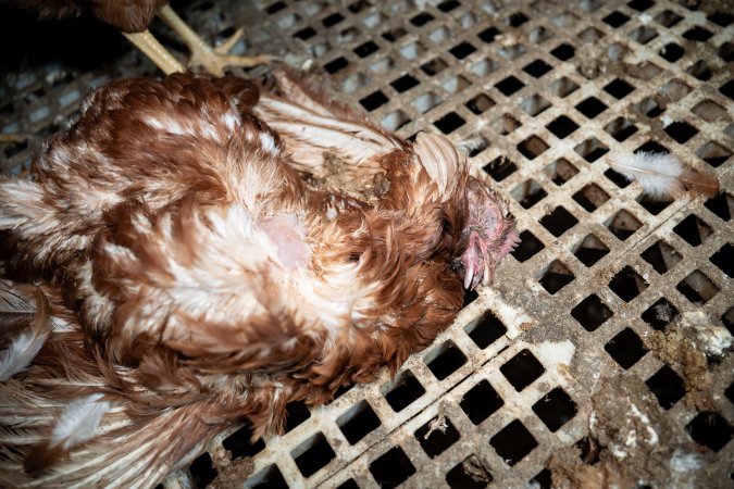 Dead hen in free-range egg farm