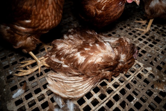 Dead hen in free-range egg farm