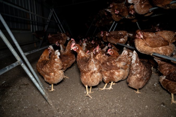 Hens on perch in free-range egg farm
