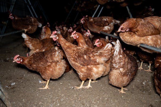 Free-range Egg Farm Investigation 2025