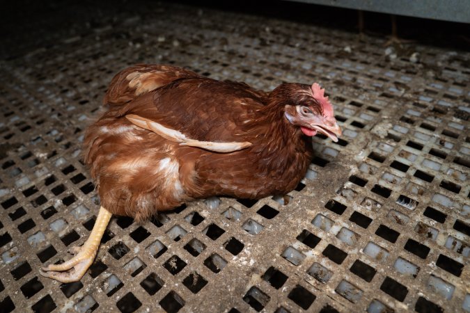 Injured hen in free-range egg farm