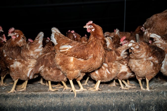 Free-range Egg Farm Investigation 2025