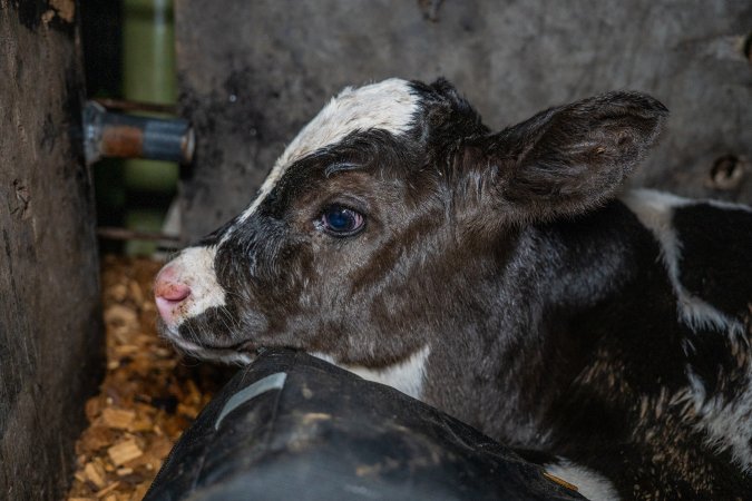 Calf in holding pen