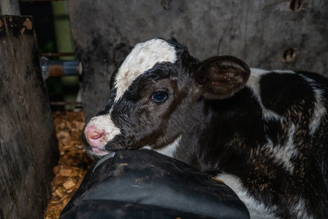 Calf in holding pen