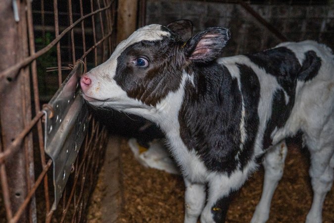 Calf in holding pen