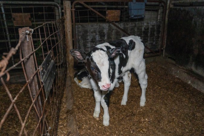 Calf in holding pen