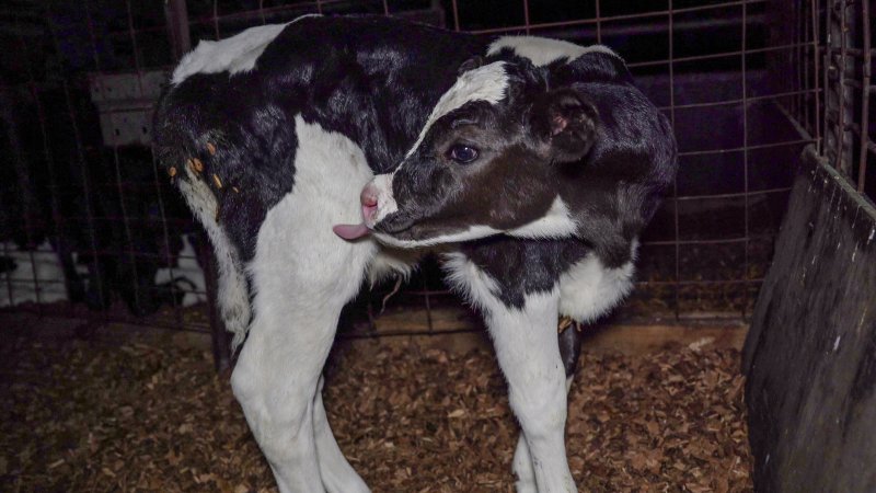 Male calf
