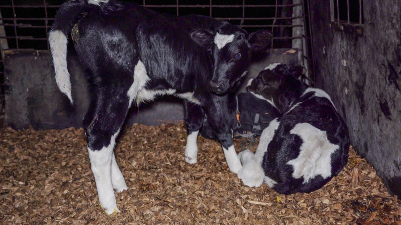 Males calves