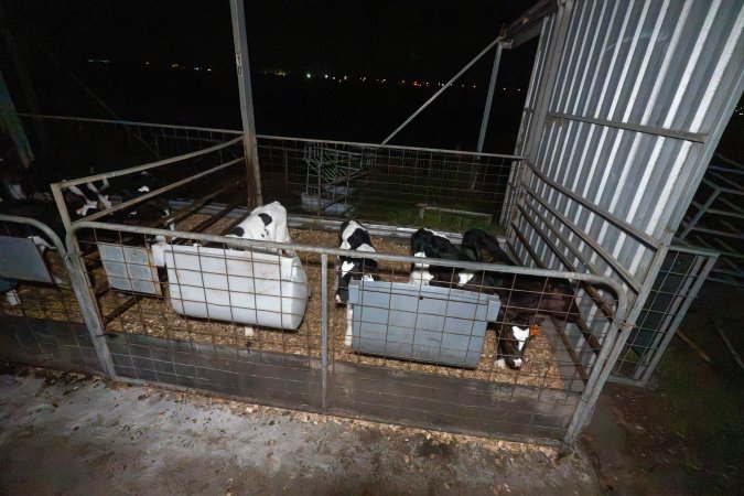Female calves